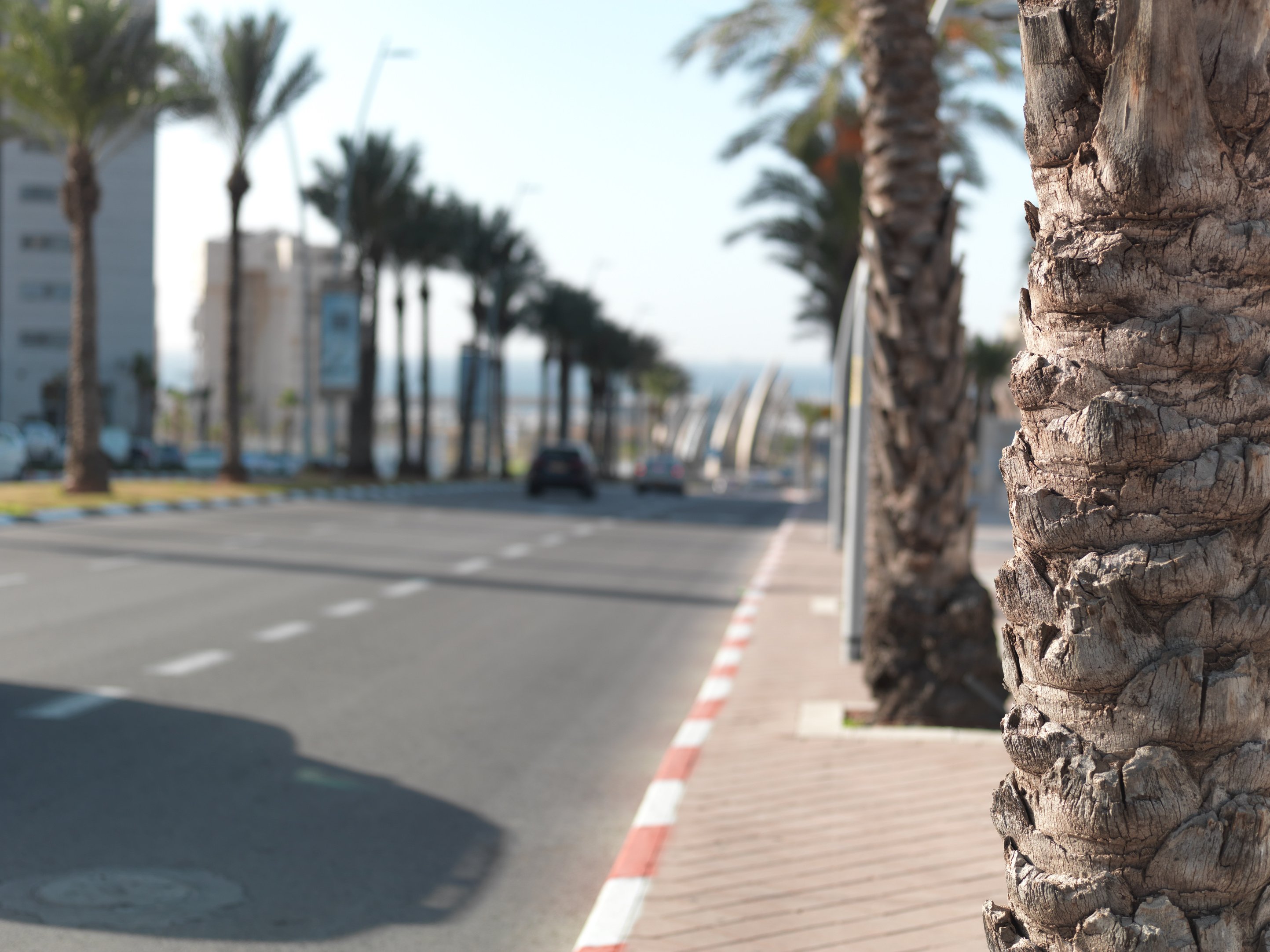 Street with palms